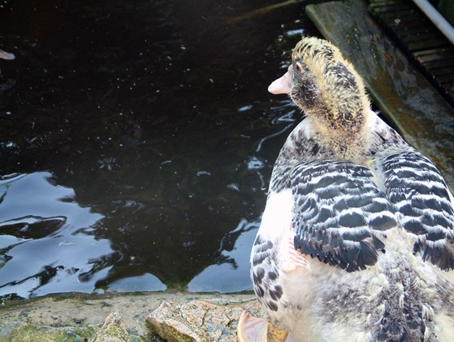 [DSCF00085.jpg]