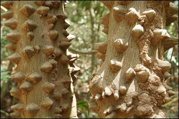 jemberem-inside-jungle-tree-bark-4