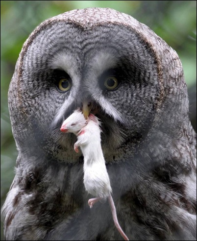 grey owl