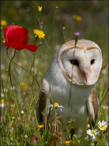 owl in the meadow