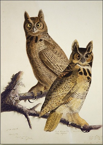 [Great_Horned_Owl by john james audubon[4].jpg]