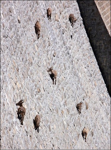 Bighorn sheep