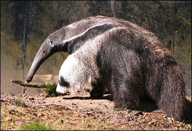 anteater