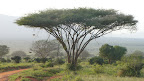 Kenya: Safari at Tsavo East Slideshow