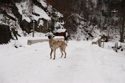 leaota-intrevai1.jpg