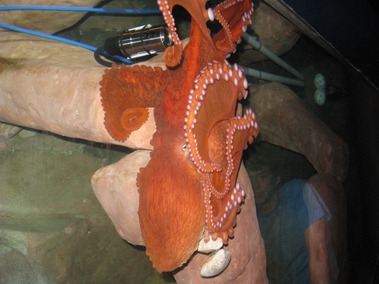 48 Giant Pacific Octopus