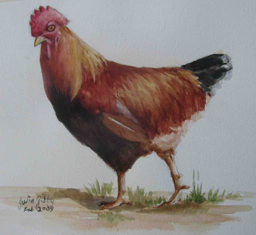 ayam