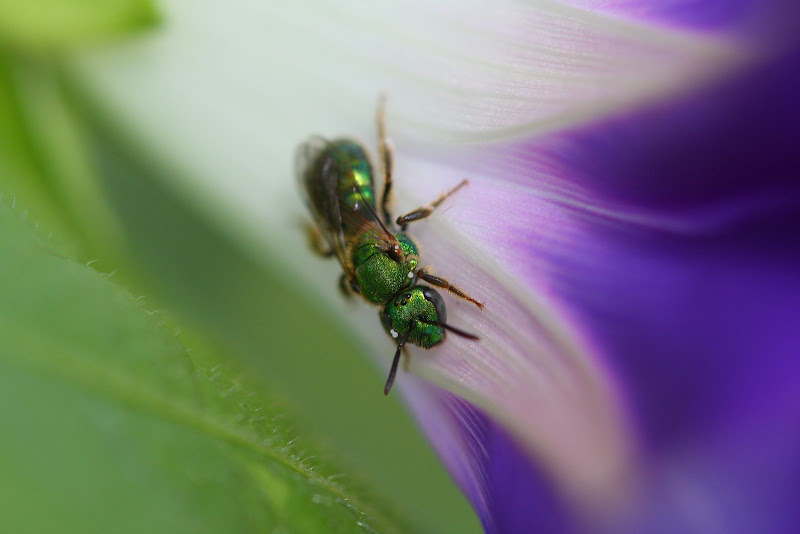 IMAGE: http://lh4.ggpht.com/_0xZA0yK6OLw/TI_Kly-FSzI/AAAAAAAAA4M/pWBQ0L7zDSQ/s800/green%20wasp_1710.JPG