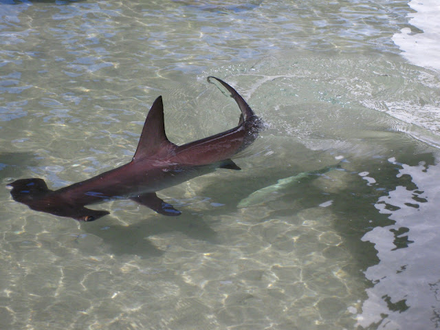 Hammerhead