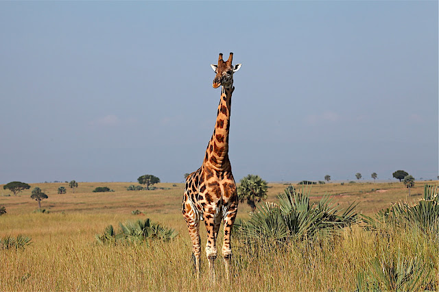 Марчисон Фолс (Murchison Falls) 
