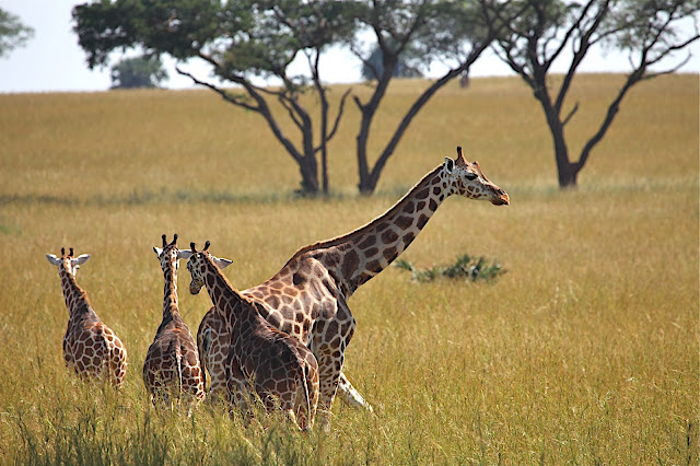Марчисон Фолс (Murchison Falls) 