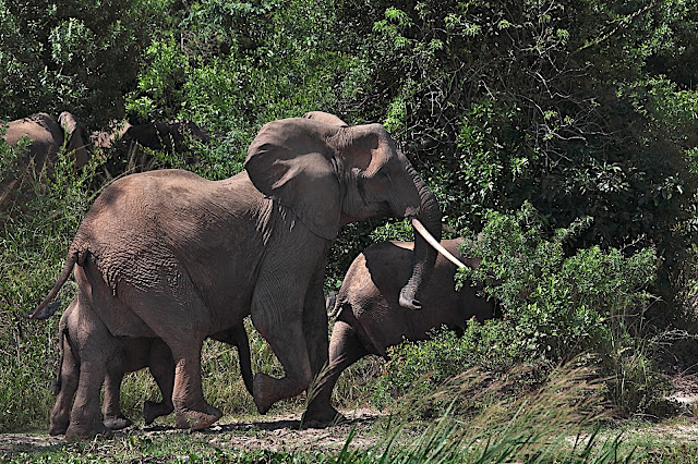Марчисон Фолс (Murchison Falls) 