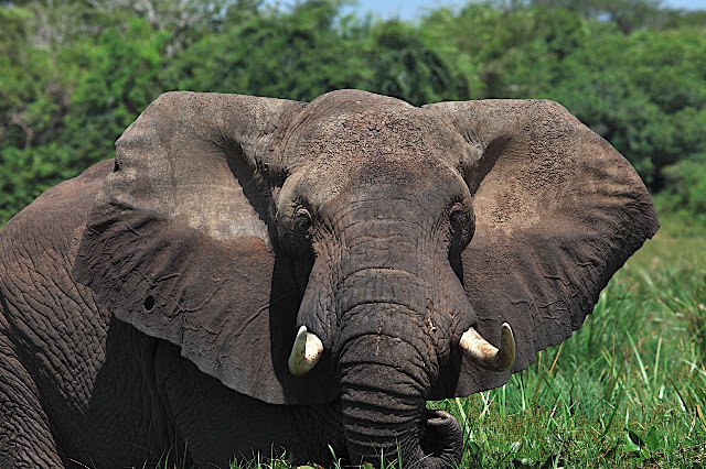 Марчисон Фолс (Murchison Falls) 