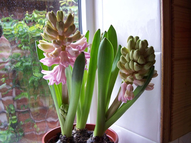 [Pink Hyacinth[2].jpg]