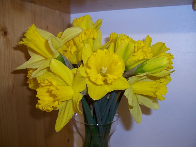 [Daffodils[2].jpg]