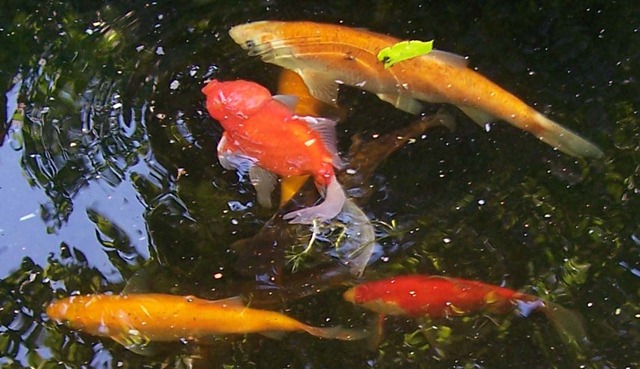[Golden orf - Comet and Muffin the Goldfish[2].jpg]