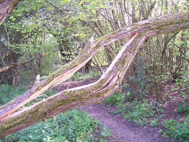 [Broken tree covered in moss[2].jpg]