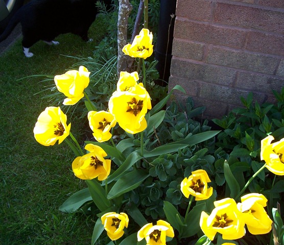 [Golden yellow tulips[2].jpg]