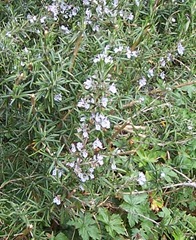 Rosemary herb in flower