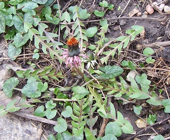 [Dandelion 25.02.2009[3].jpg]