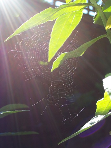 [Spider web[4].jpg]