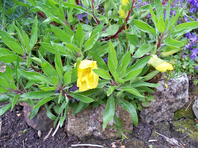 [Evening Primrose[4].jpg]