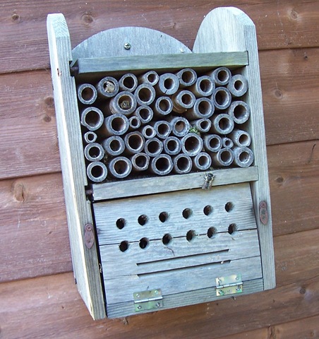 [Rogue Leaf-cutter bee on Insect House[4].jpg]