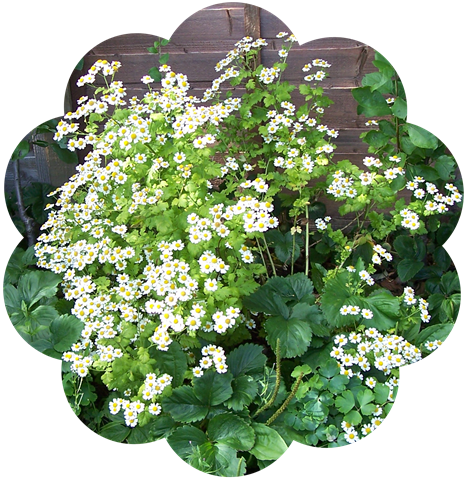 [Feverfew - the daisy family - aromatic perennial herb[4].png]