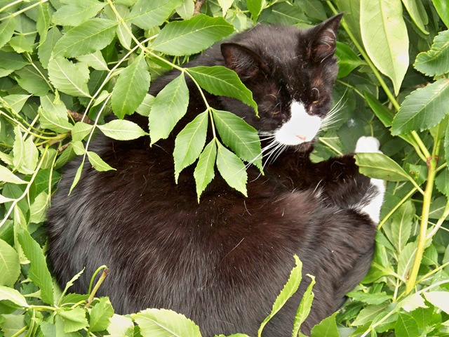 [DSH cat in a cat's cradle[4].jpg]