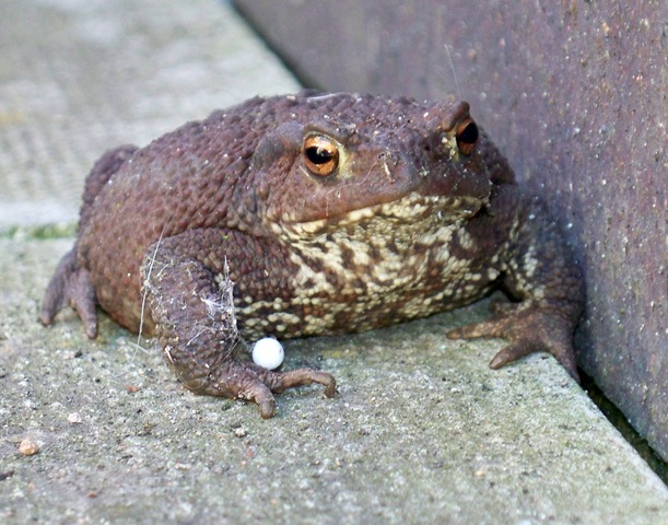 [Toad showing chest[7].jpg]