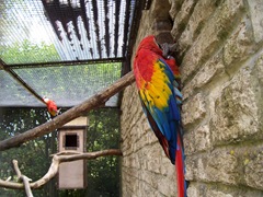 Scarlet or red parot