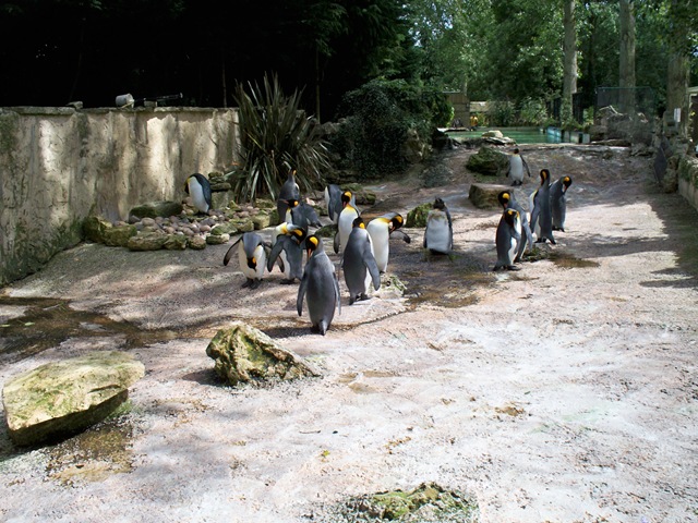 [Group of King Penguins[4].jpg]