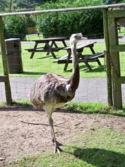 Rhea standing still