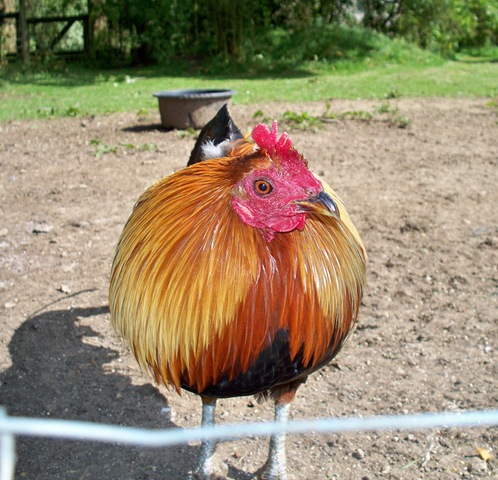 [Golden cockeral - front view[4].jpg]