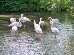 Flamingos preening
