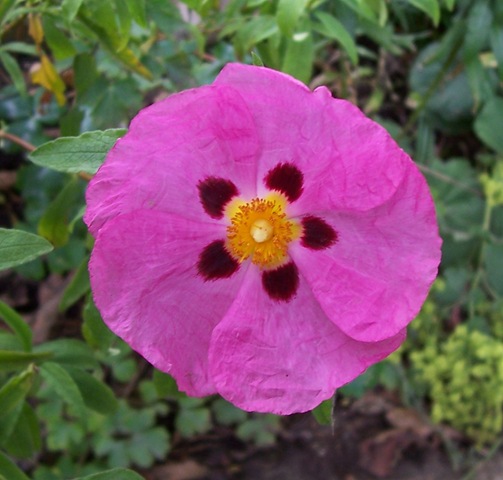 [Cistus[4].jpg]