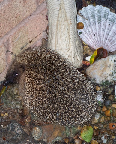 [Hedgehog ..[7].jpg]