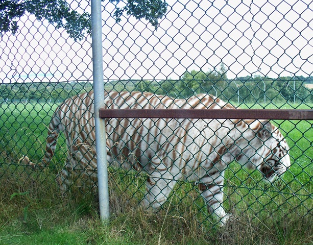 [White tiger[4].jpg]