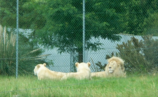 [White lions - male and two females[4].jpg]