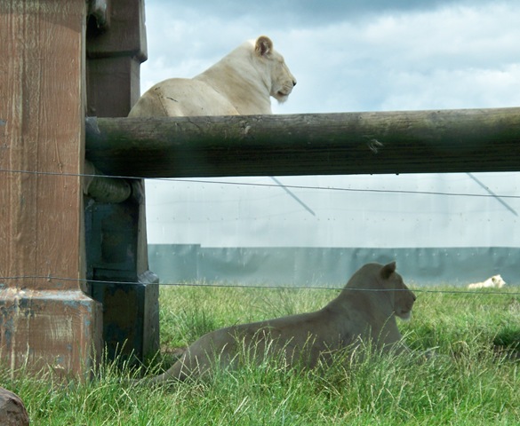 [White lions - two females[4].jpg]