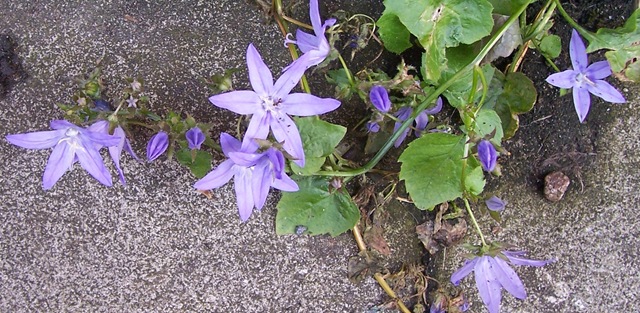 [Campanula[4].jpg]
