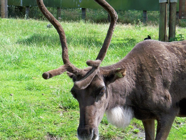 [Reindeer close-up[4].jpg]
