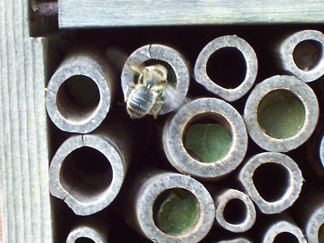 [Solitary Leaf-cutter bee repairing exposed chambers to protect the grubs.[4].jpg]