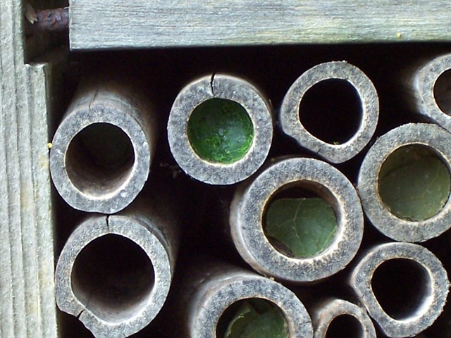 [Leaf-cutter bee plugs that have been re-applied to seal up the chambers after plugs were removed in an attack on the hive[7].jpg]