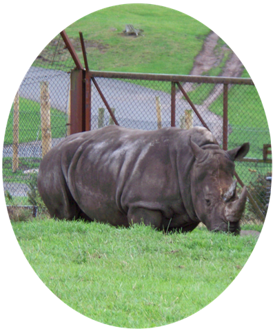 [Two horned rhinoceros[4].png]