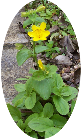 [Monkey Musk - Monkey Flower - Mimulus[4].png]