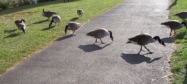 [A gaggle of Canada geese[4].jpg]