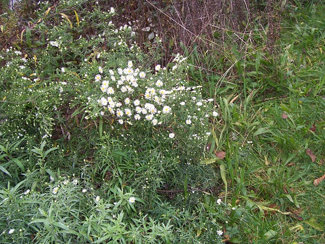 [Wild White Aster - October[4].jpg]