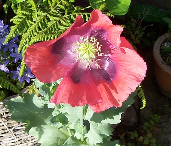 [Poppy[4].jpg]