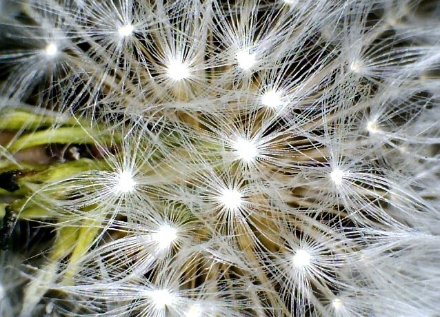 [Dandelion seed head close up[11].jpg]